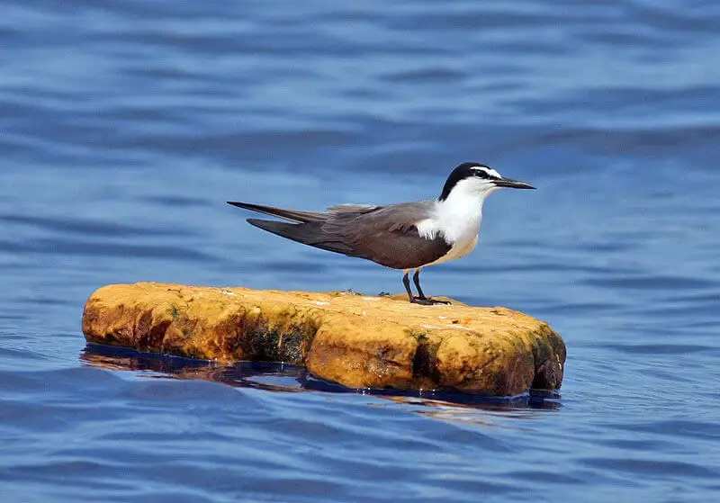 Vacationers to Buxton NC can charter a bird watching cruise to see shorebirds and pelagics like many species of terns. Vacationers to Buxton NC can charter a bird watching cruise to see shorebirds and pelagics like many species of terns.